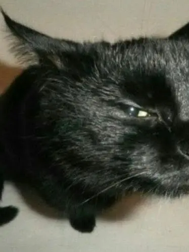 8ball1life의 Ghost - Cat
