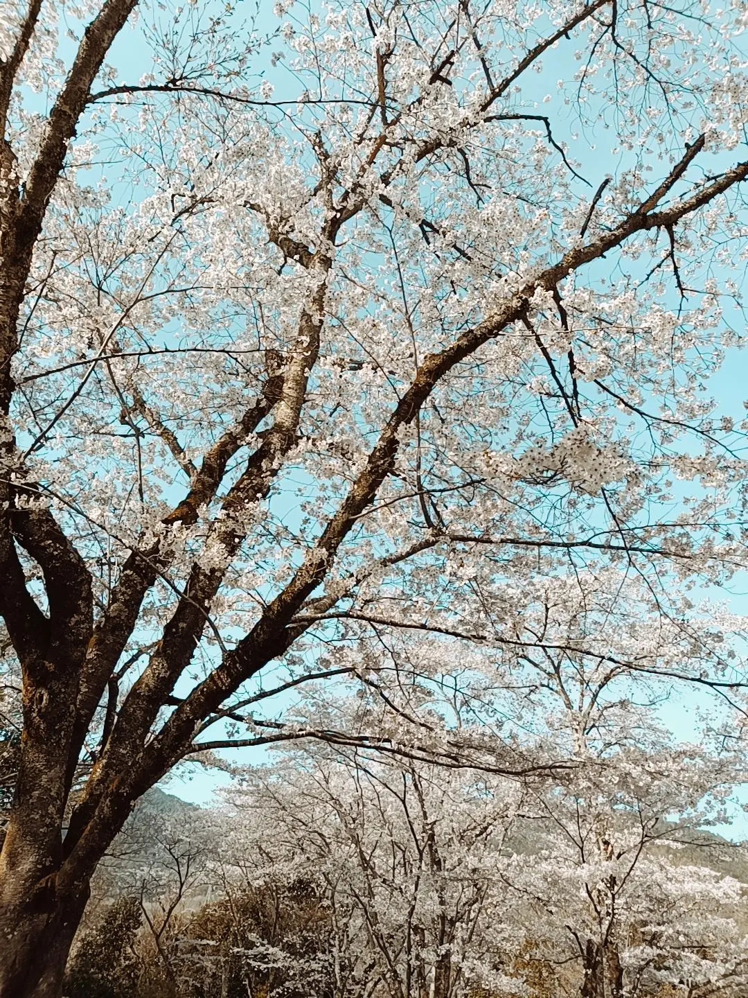 InlandStew4979의 …逆襲劇よ（逆ハーレム）