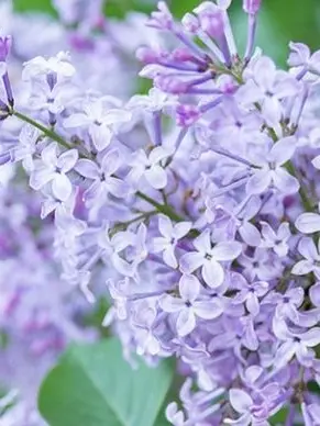 JovialZorse8190의 近所のお花屋さん🍏‪🪻‬