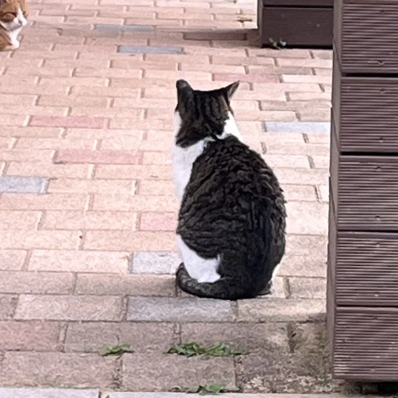 AiryBed7148의 주인 잡아먹을려는 고양이(?)