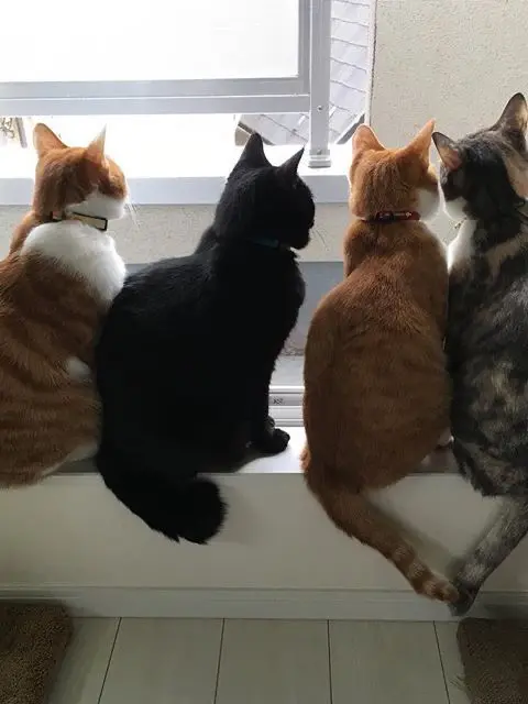 ColdRupee6418의 再婚したお兄ちゃんが溺愛してきます