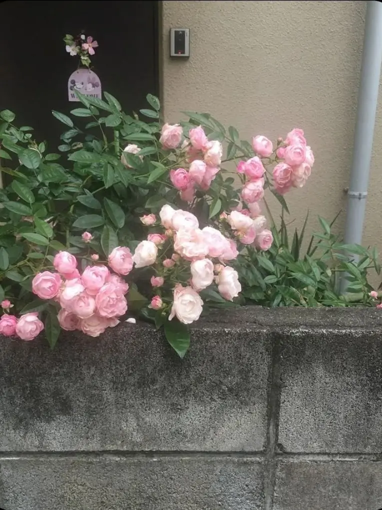 happyday_You의 복숭아 잼 .