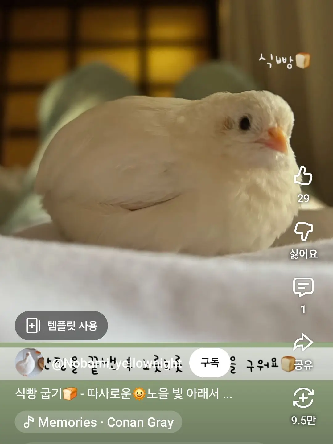 sosegeat1의 미니메추리