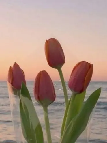 SourSpool2770의 로블록스 유튜버들..나는응애인대 입원