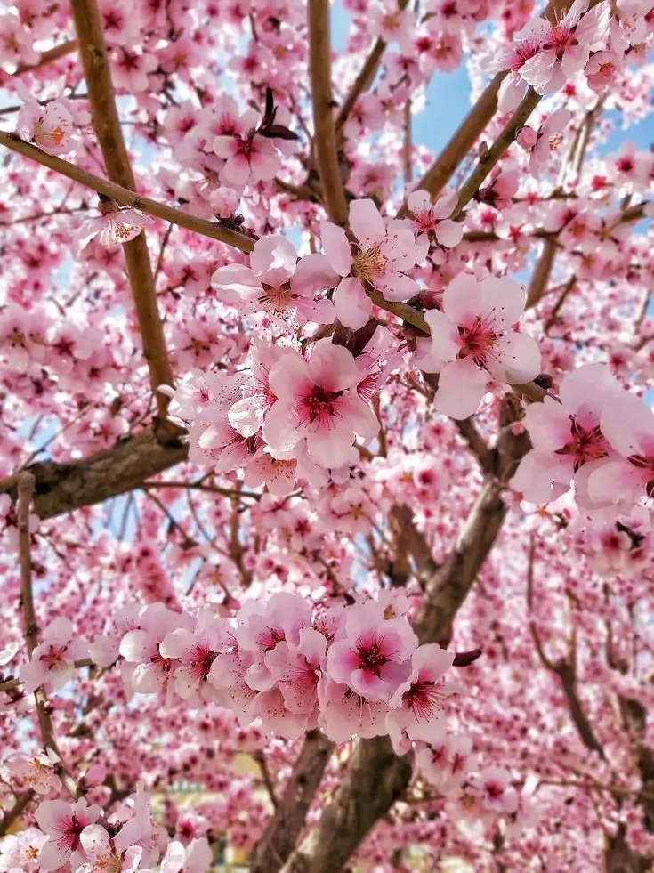 duckgae_sincere_girl의 학생 또니