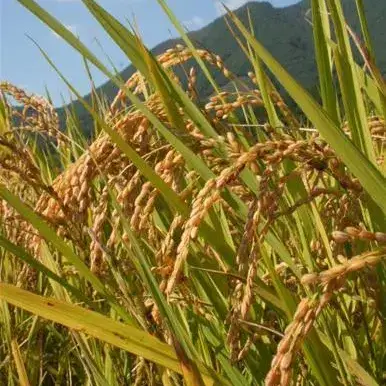 CrackBest의 벼농사 시뮬레이션