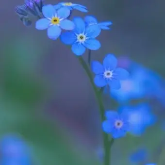 Hawks_moon의 당신만을 사랑해요