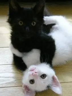 haaaaaaasu의 ペット