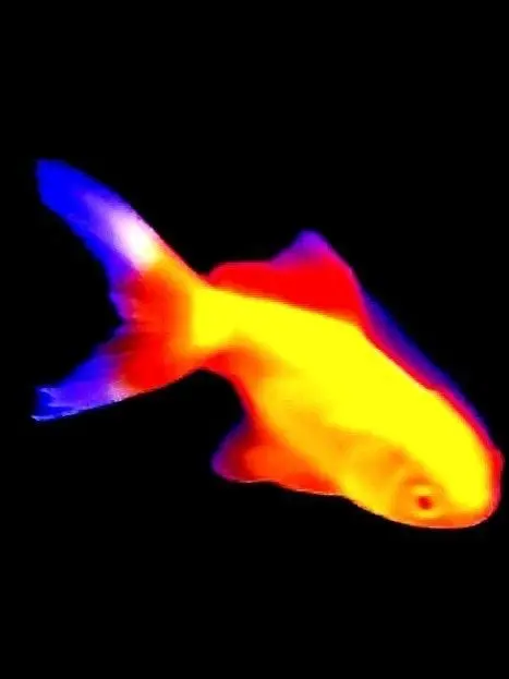 Ica11itFaSHioN의 3! ⭐️