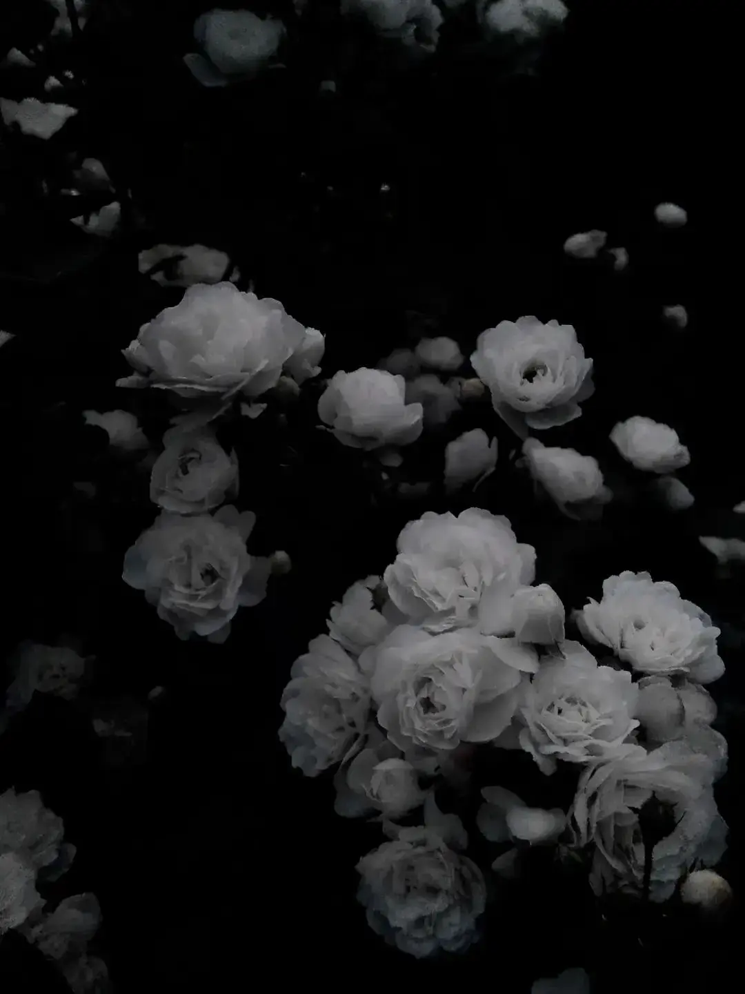 StockyBall5134의 青葉城西3年生と心霊スポット。