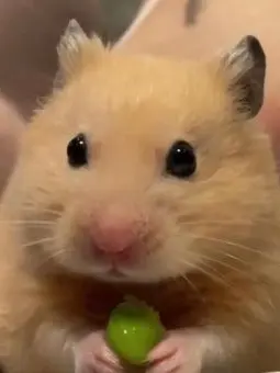 BroadGesso7585의 고고프랜즈 막내 되어보아요!