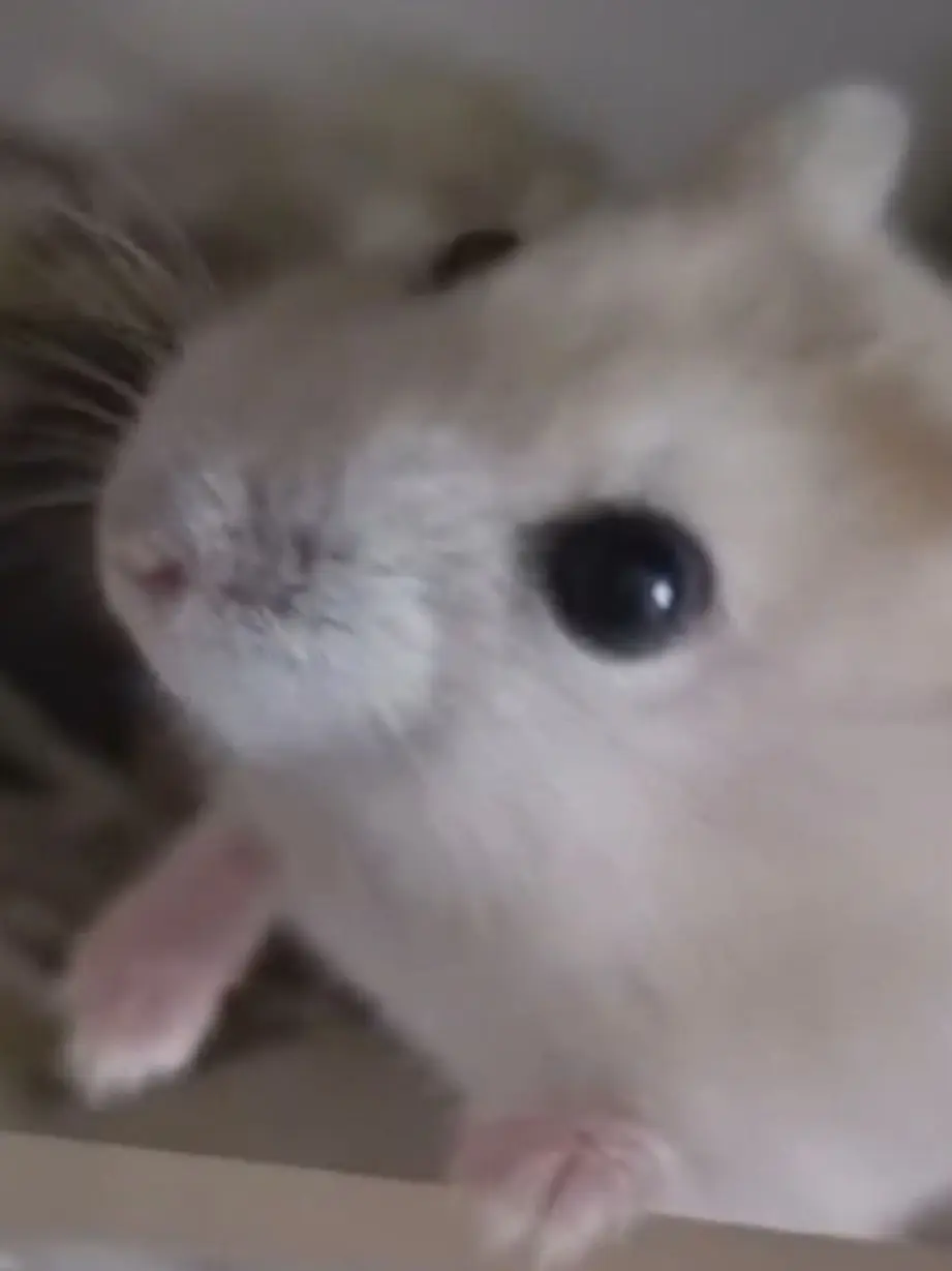 SafeShare6187의 애플이를 키워보세여!!!