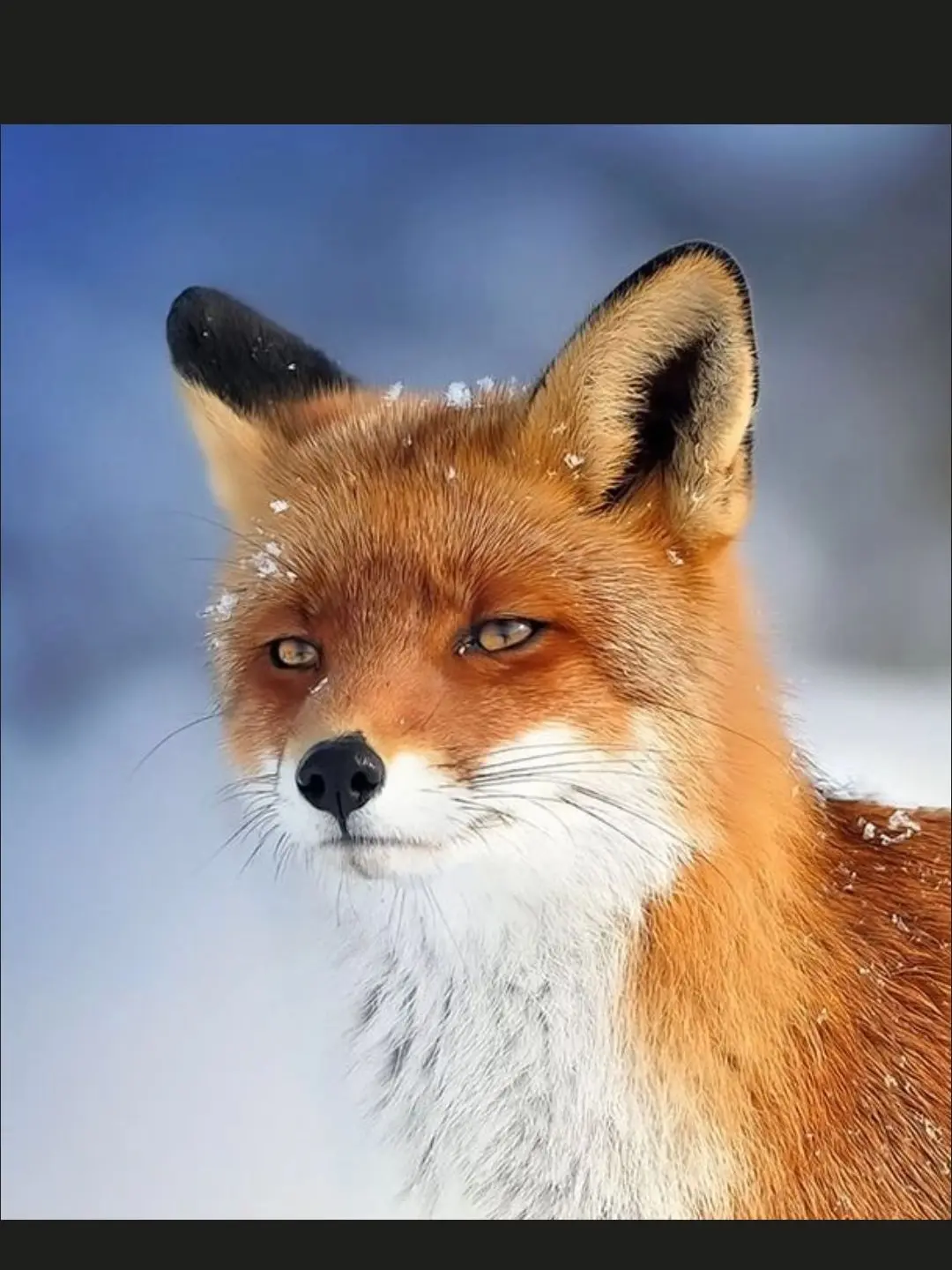 ActiveSpear0473의 대저택 여우를 곁들인(료미)