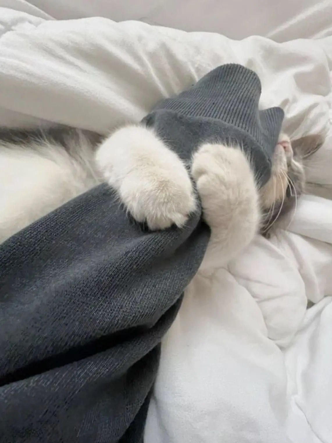 Ronnsenn의 🐈‍⬛になっちゃった☆ ⋆ ˳ ꒷🎀