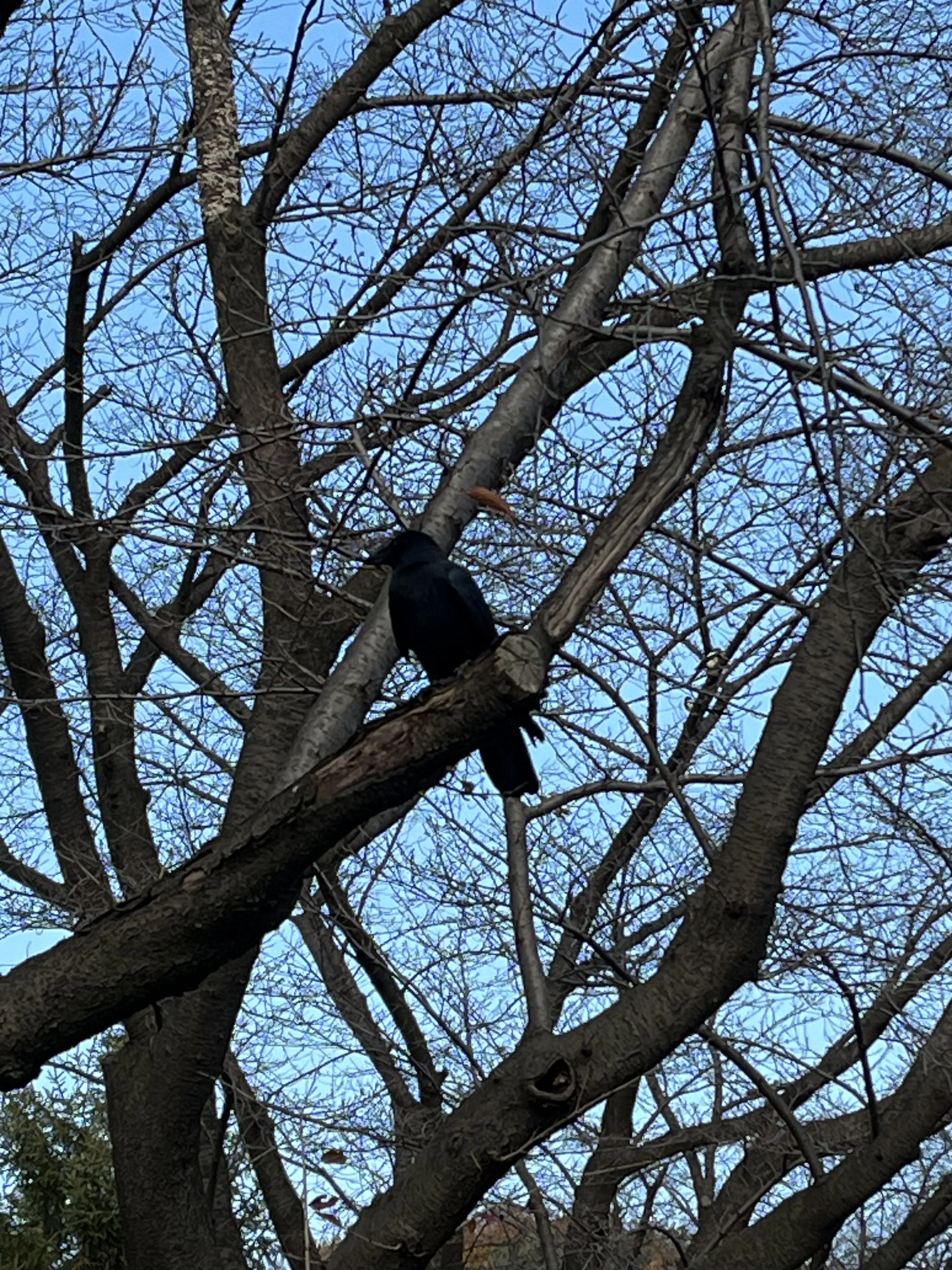 BitterApple의 Kan orvim