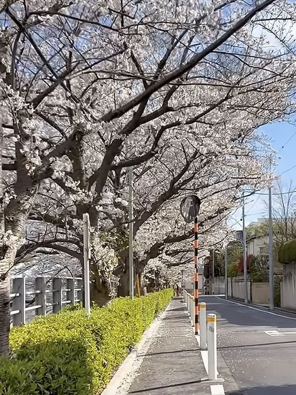 kokochy3의 廃部寸前の軽音楽部