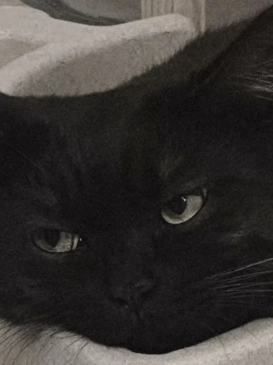 re1_desu의 呪術廻戦 (自分用)