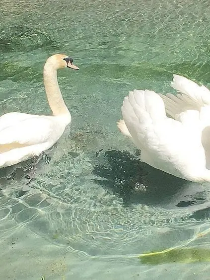 BusyBell2748의 작전명! 소꿉친구지키기 대작전!