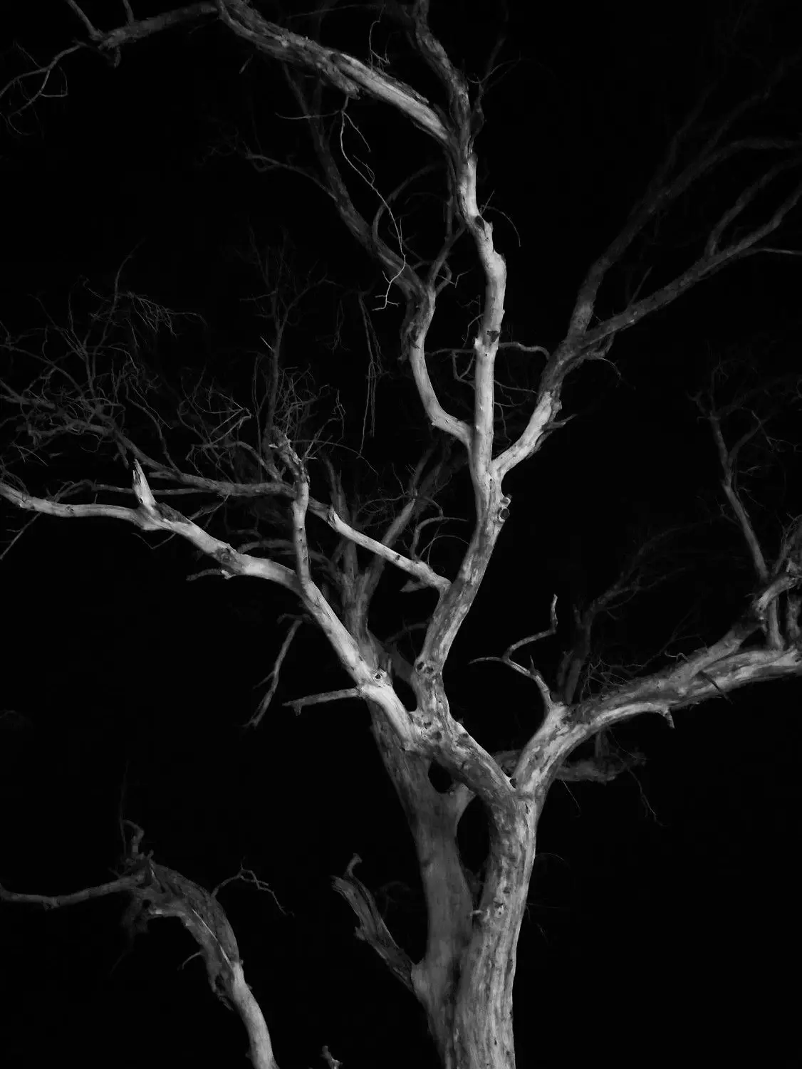 guts_with_blood의 Un arbre.