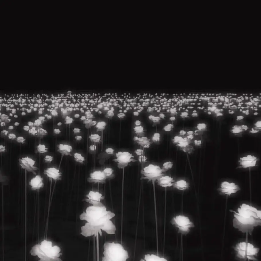 Yes_so_what.의 하얀 꽃밭