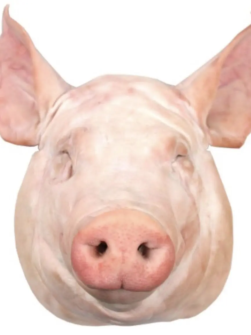 BlankFish7288의 듀오링고