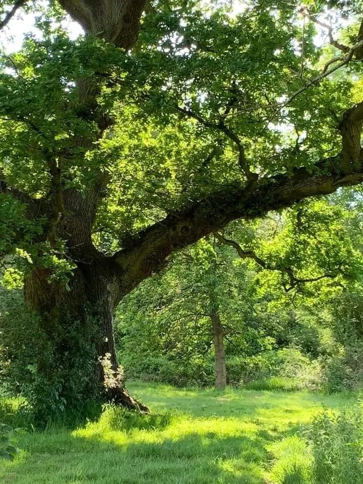 HAZEL_hazel의 PIXELY