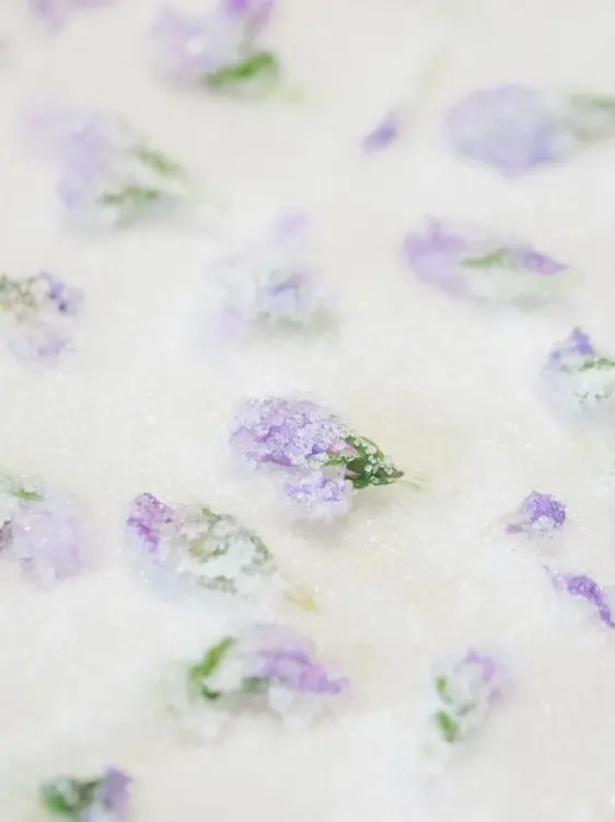 QuaintLoan3171의 クリスタリゼ