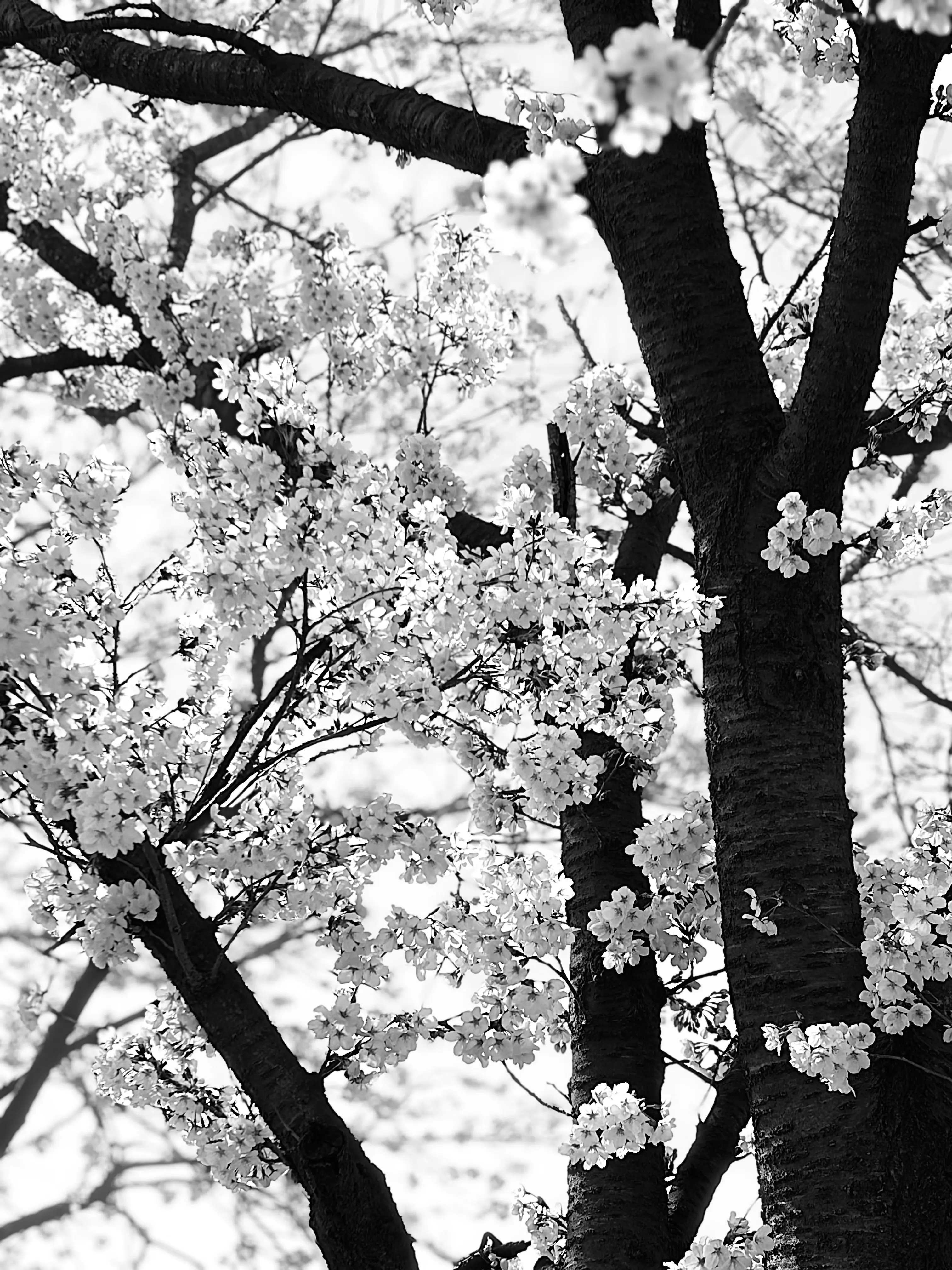 AmusedHeart8408의 하린의 짝남들이 유저를 좋아한다?!