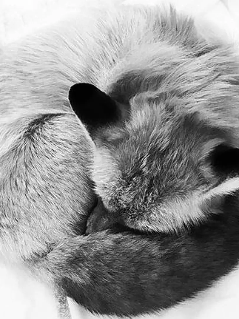 NRHS1121의 Two Foxes... Or Were They?