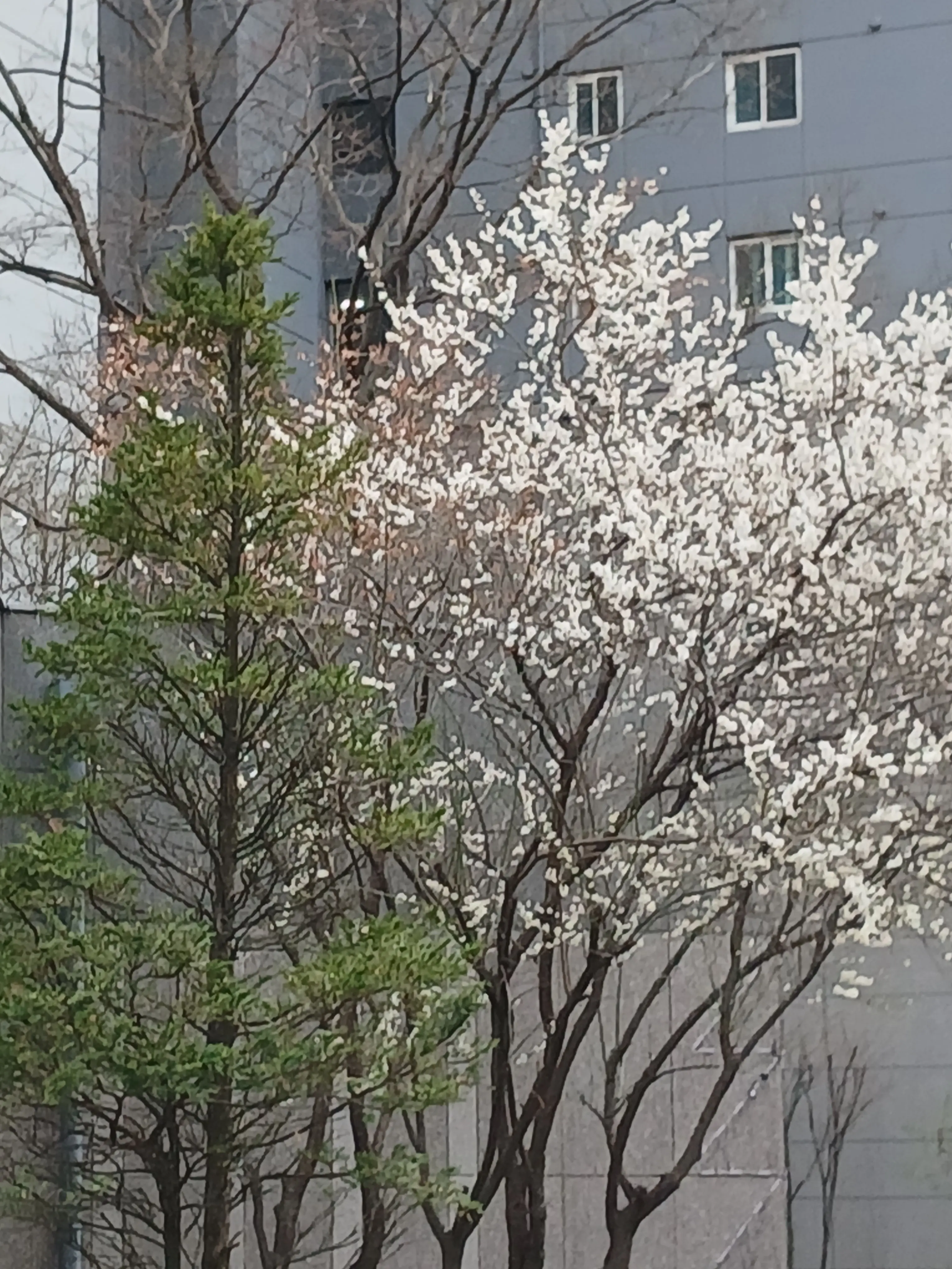 BouncyCliff8640의 여우 가!!!!!!!