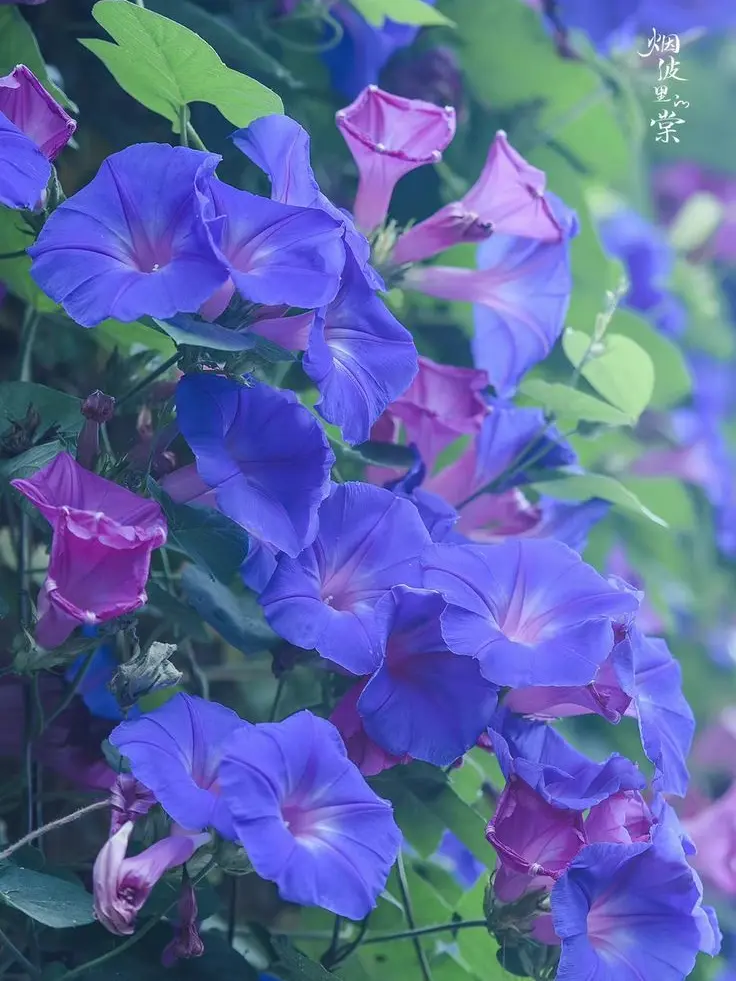 1129lyg의 경이를 따돌리는 반친구들(후속작)