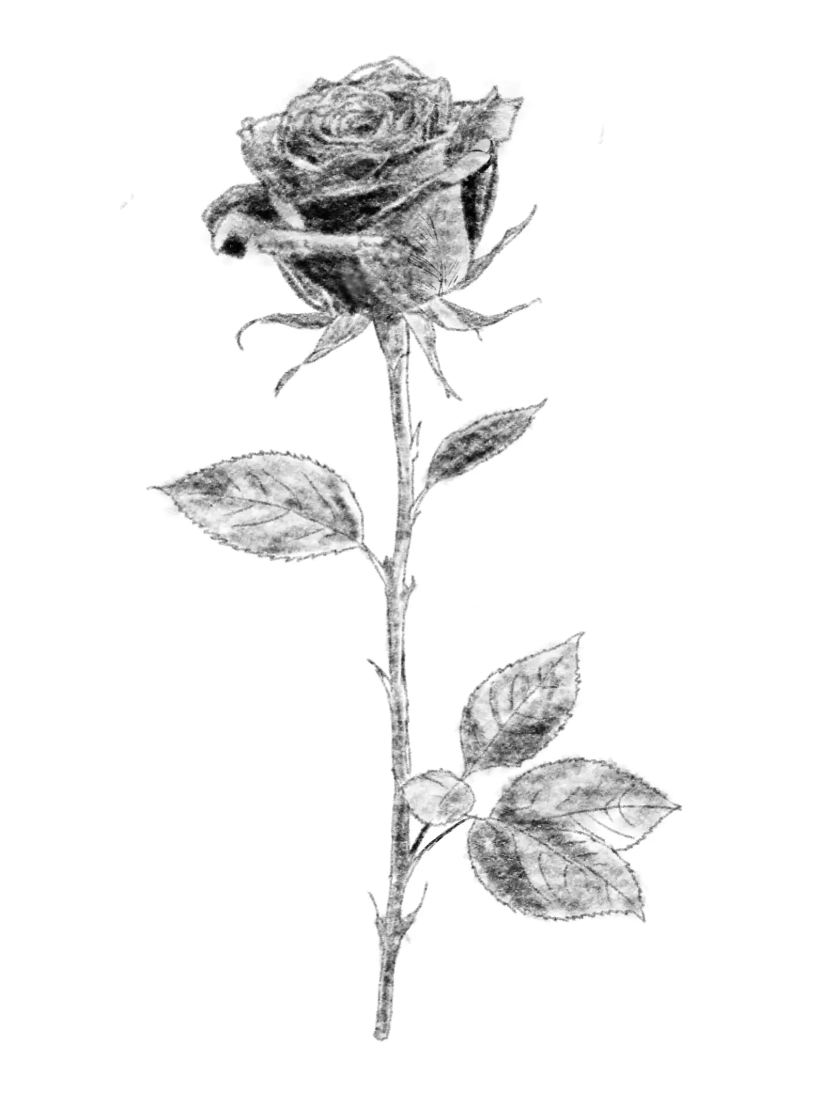 FoulSack9535의 성격 모습 옷 옛날, 나머진 다 현재