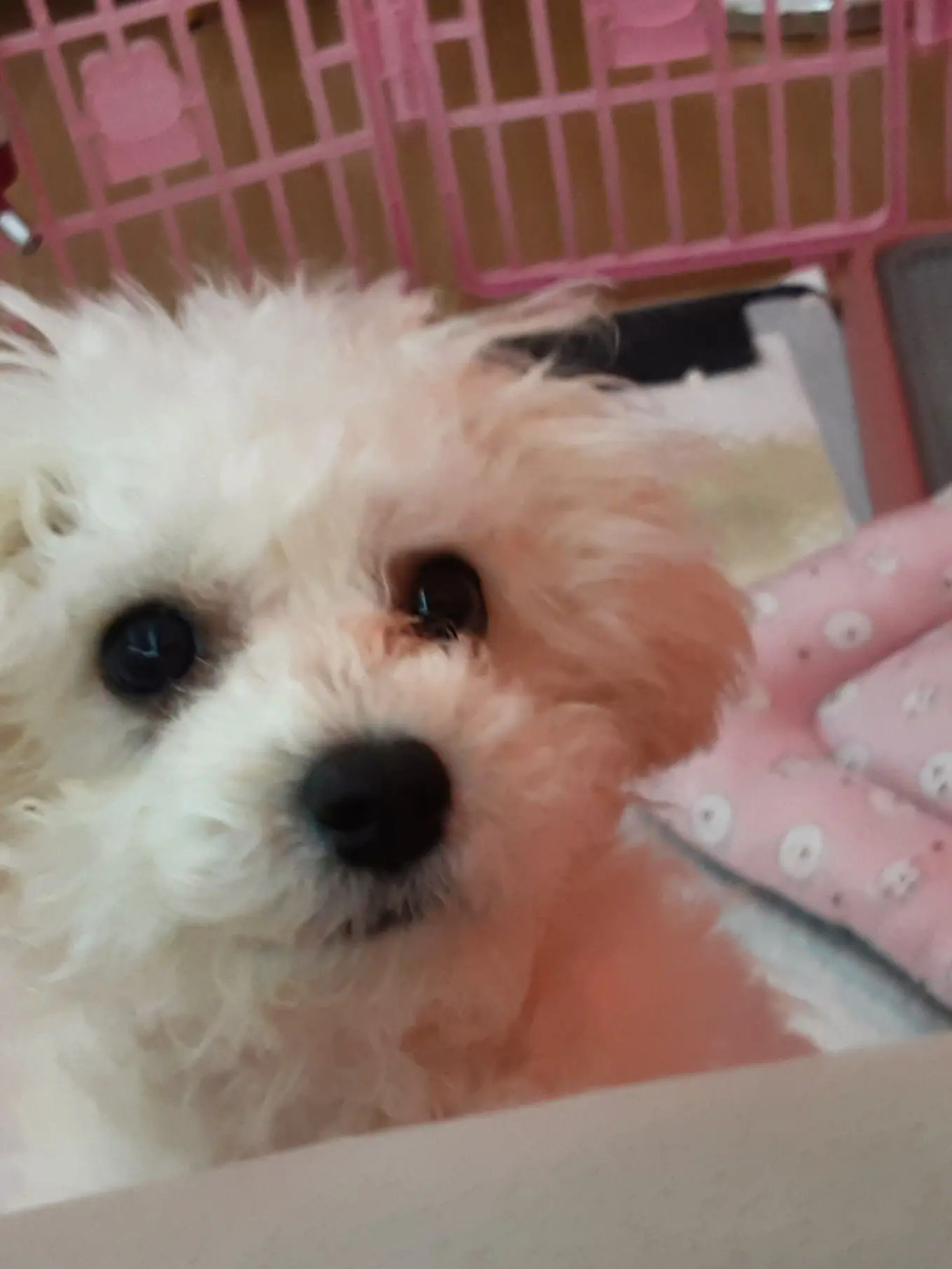 LOVEyouShadowMilk의 일진쉐밀