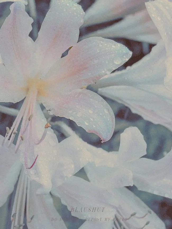 Hikikomori_home의 호시나 소우시로