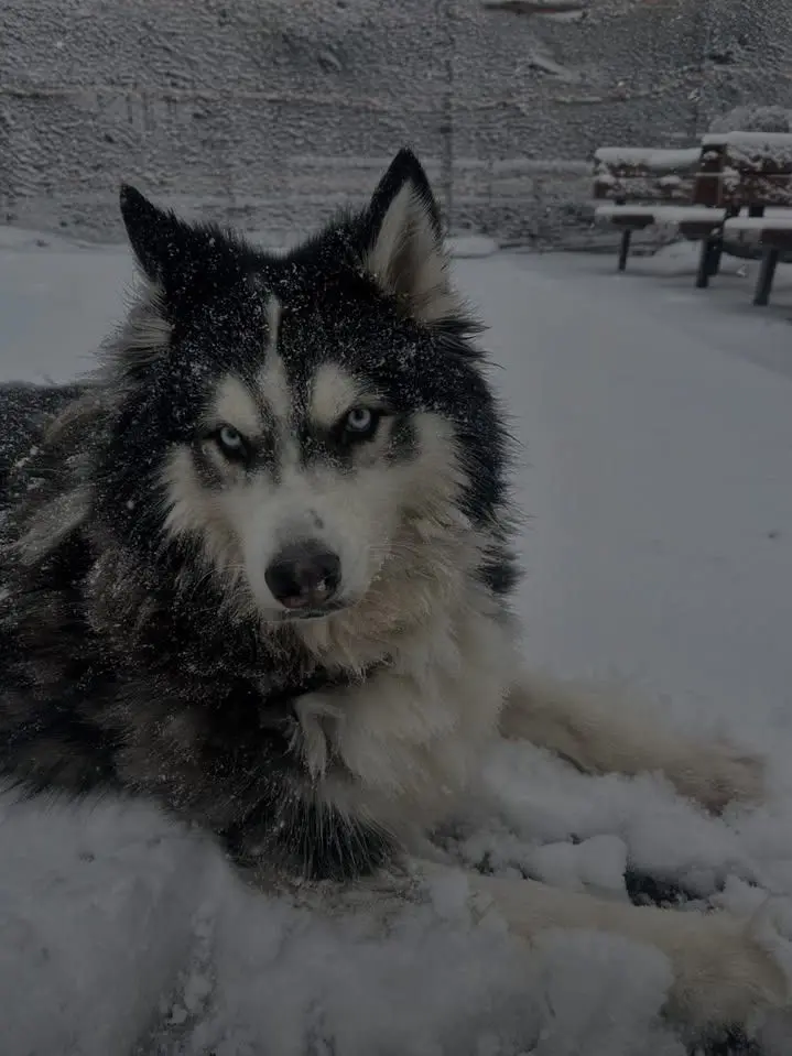 Acethebunny의 Sled dogs