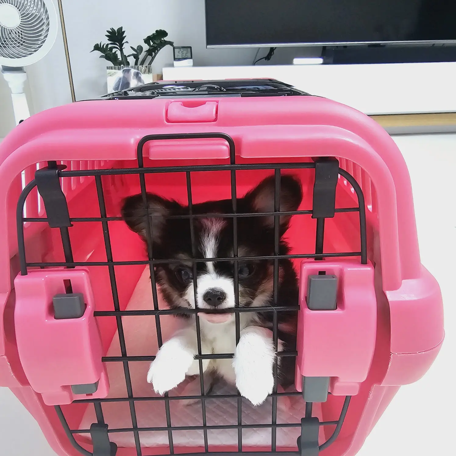 SuperbOx6149의 🐶🩵강아지 후추🩵🐶