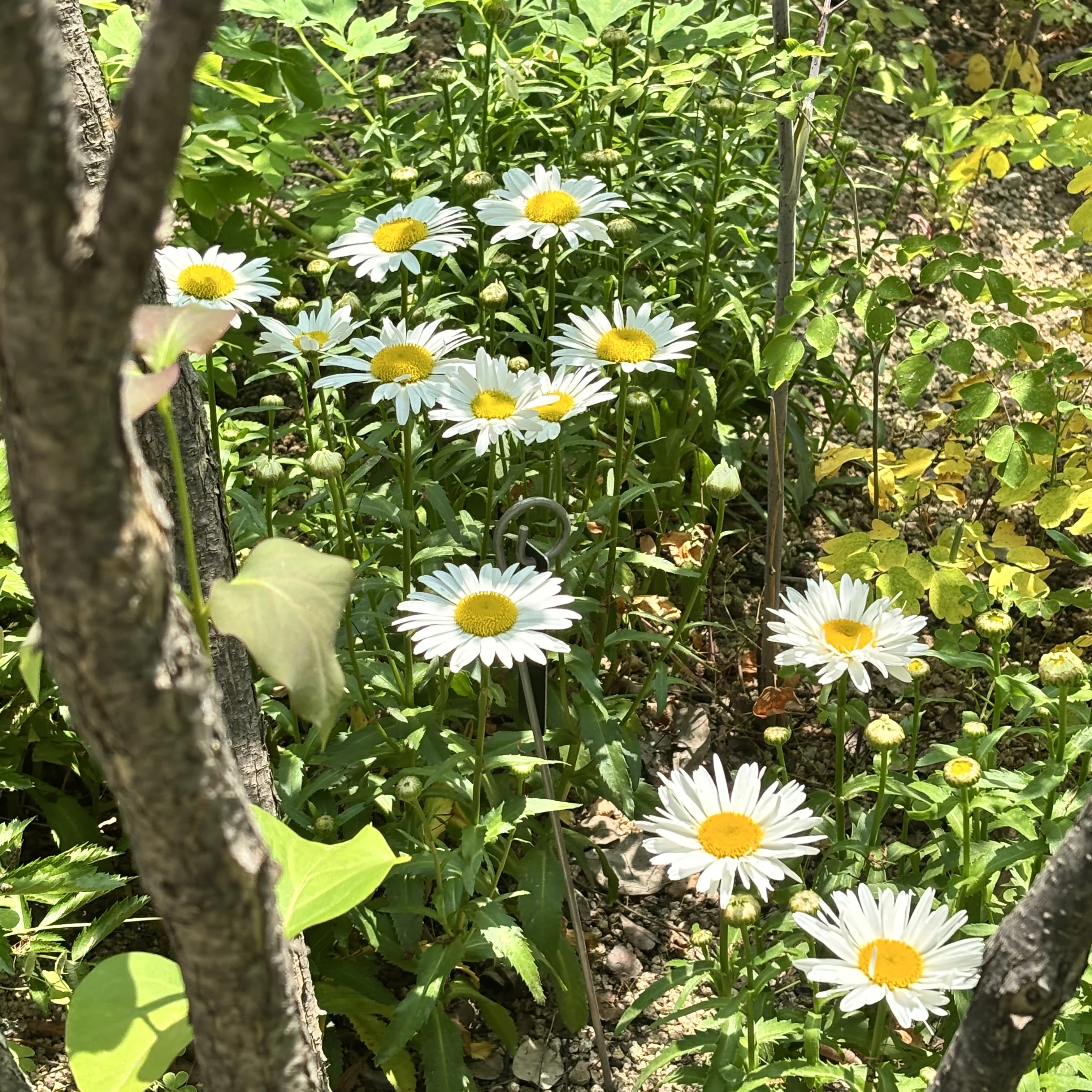권지용 사극