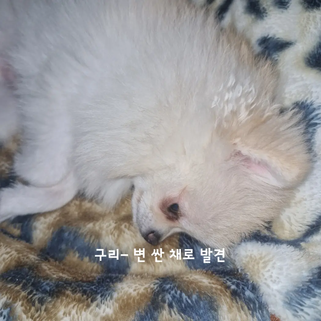 SmellyPumi6580의 플리는 뱀부:/