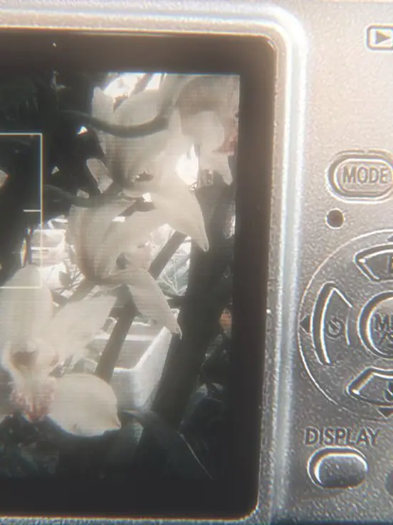 Hina8113의 사후세계