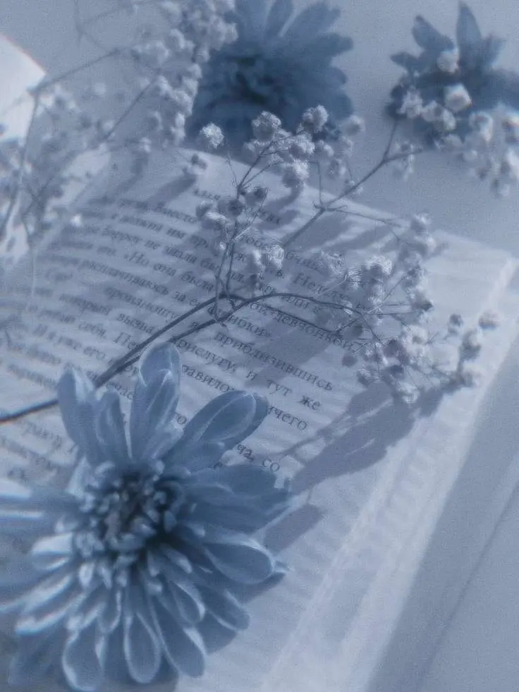 melancholy444의 ꕤ.｡