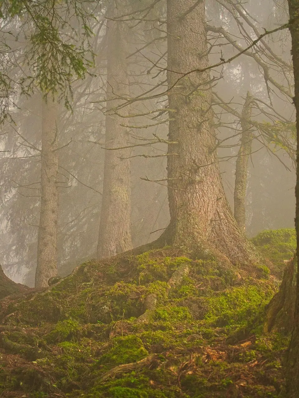 pop_q1001p1의 팀나빠가 산속 구미호 만났다.