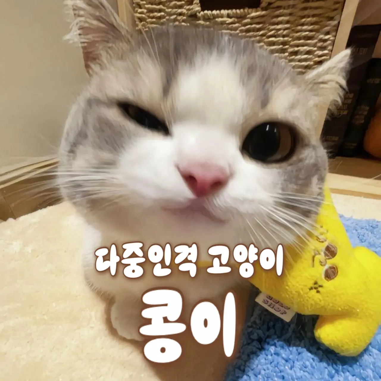Bigbang_love_의 다중인격 고양이 콩이
