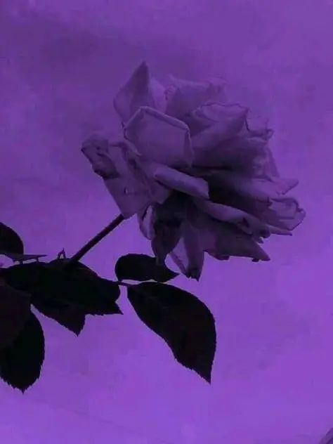 Wa_re의 정략결혼.