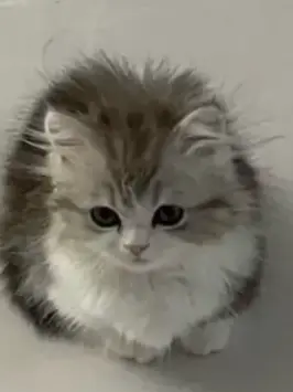 Cute_AtC의 미겜즈 + 술