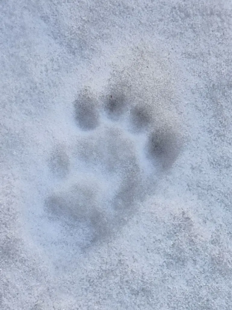 ASQWDG의 과민성 대장 증후군 (랃,션,뜰)