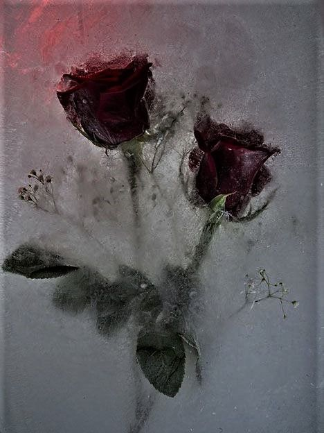 둘기야 밥 먹자~ 대표 이미지