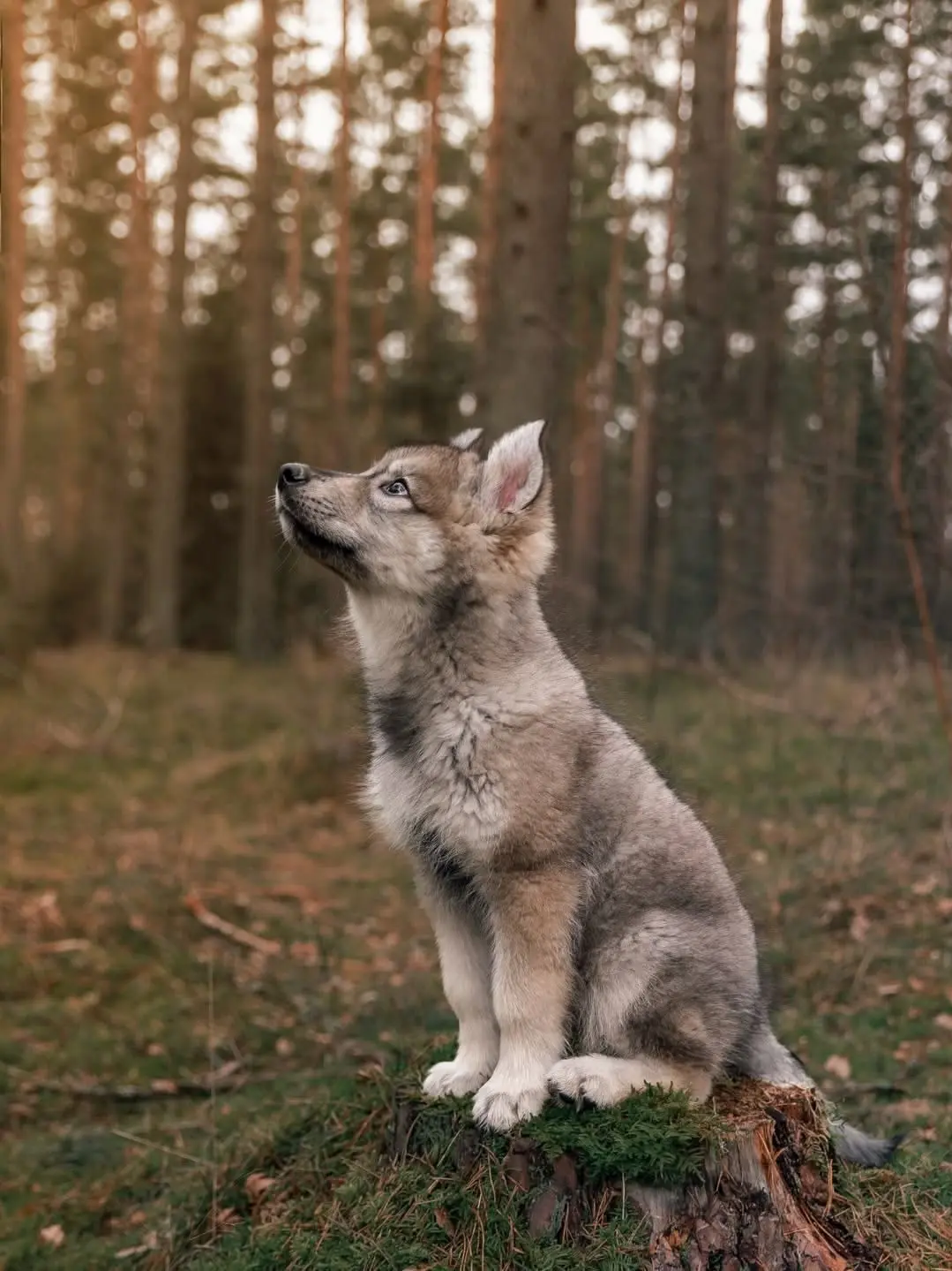 FallingStarr의 The Unknown Pup