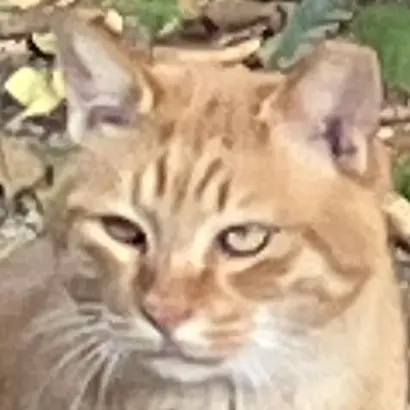 AngstyRoot0672의 여우짓 하기! (유저분들이 여우><)