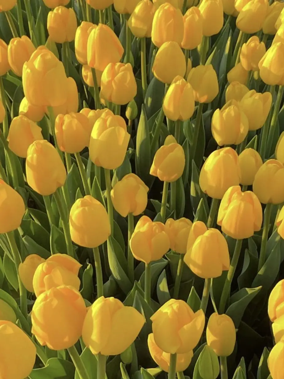 timelesz1017의 猪俣周杜