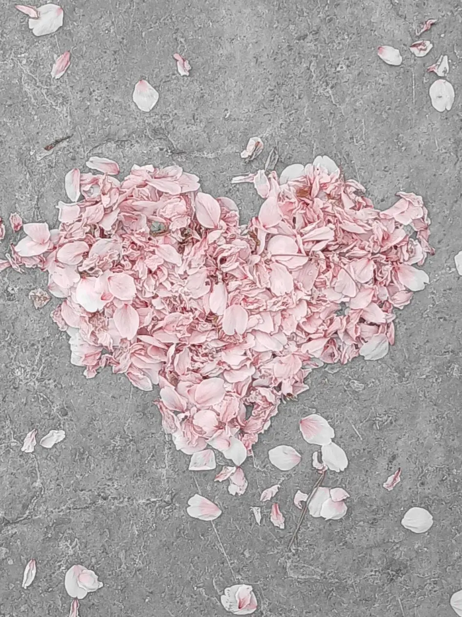 wearebloodflowfreely의 꽃샘추위랑 버려진 꽃잎